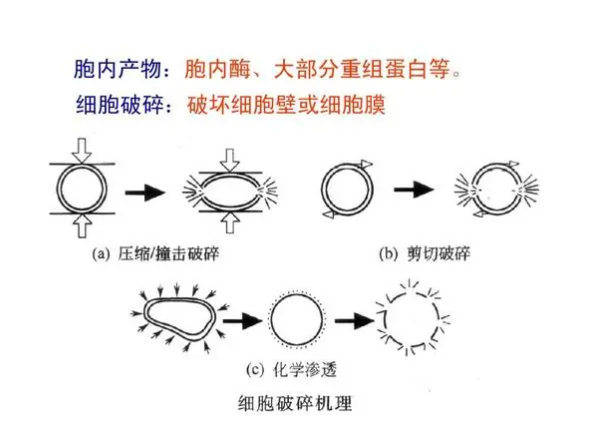 超聲波細胞破碎儀在各行業的廣泛應用